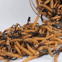 三明专业回收虫草-各种虫草高价回收