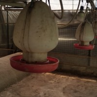 饲料厂五六百个养鸡的水桶处理