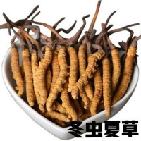 上海冬虫夏草回收价格一览表_黄浦区虫草回收鉴定中心