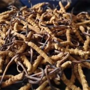 北京东城回收品牌虫草今日收购价-虫草回收店报价