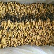 邯郸附近回收盒装虫草正规收购中心「高价收虫草」