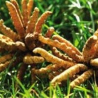 3000条一斤的冬虫夏草回收一览一览表价格已更新上门评估