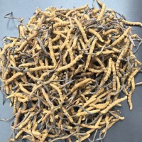 长沙-天心区冬虫夏草回收价格主要和大小年产量有关
