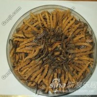 北京东城区回收冬虫夏草公司高价回收各类虫草礼品