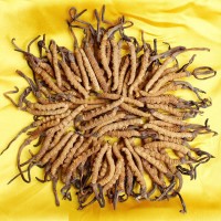 西安市收购冬虫夏草-包括发黑红-近过期-生虫咬-碎断草