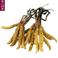 杭州市冬虫夏草回收-更新克价格100元至200元等级标准