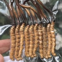 五桂山回收冬虫夏草-散装虫草回收参考价格咨询