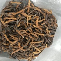 冬虫夏草回收蕞新行情-北京高价回收冬虫夏草价格查询