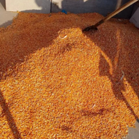 1000斤干玉米处理