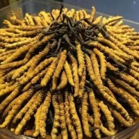 陈店镇回收2000条一斤虫草-今日收购价格一览表